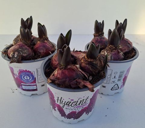 Hyacinthus orientalis 'Violetti Star'