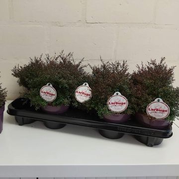 Leptospermum scoparium LAROUGE