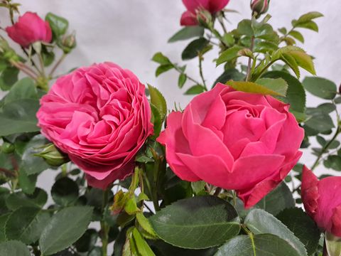 Rosa LEONARDO DA VINCI