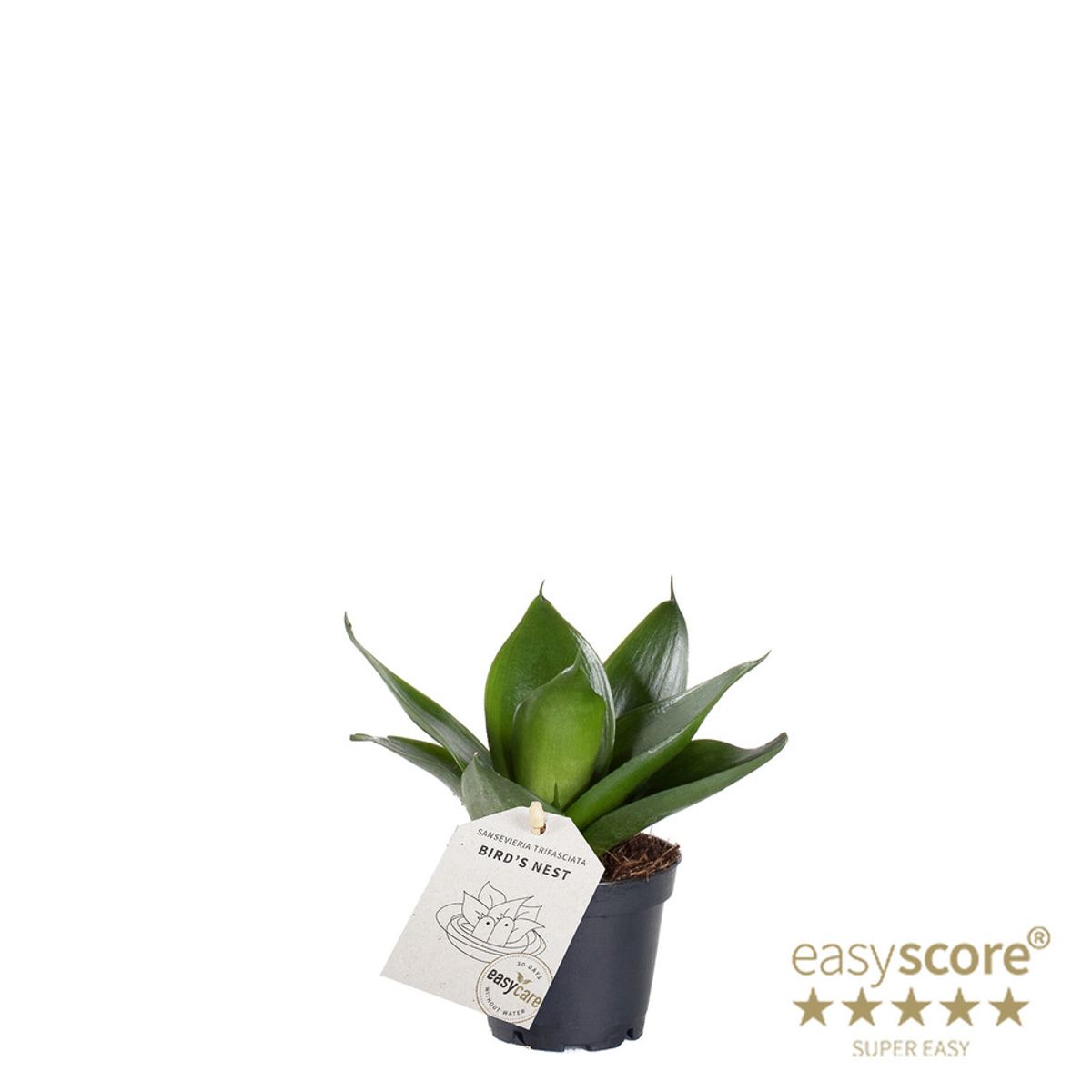 Sansevieria trifasciata 'Black Jade' — Plant Wholesale FlorAccess