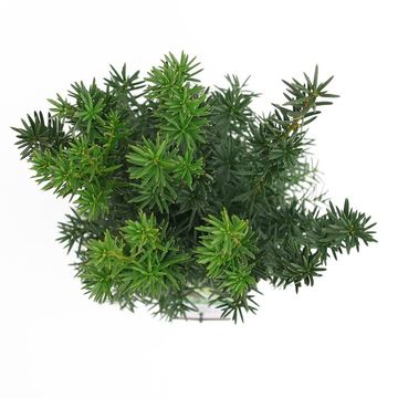 Taxus x media 'Hicksii'