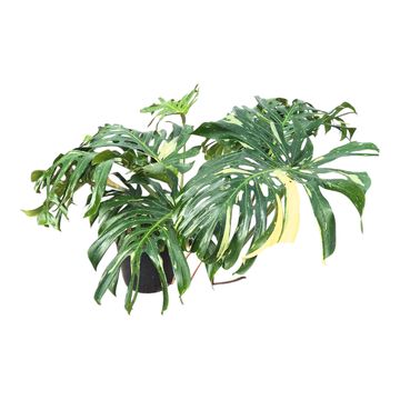 Monstera 'Thai Constellation'