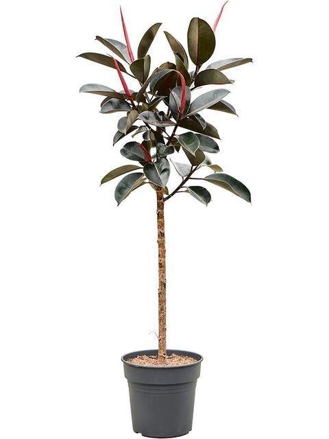 Ficus elastica 'Burgundy'