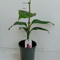 Musa sikkimensis