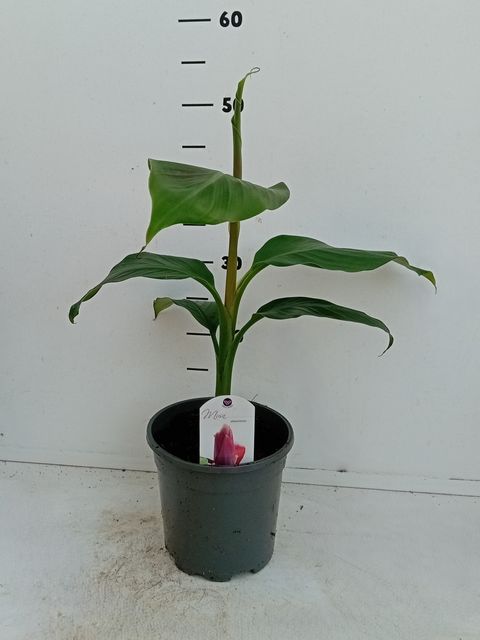 Musa sikkimensis