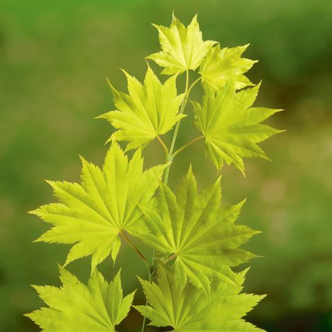 Acer shirasawanum 'Джордан'