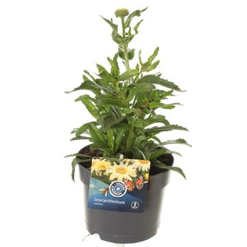 Leucanthemum 'Banana Cream'