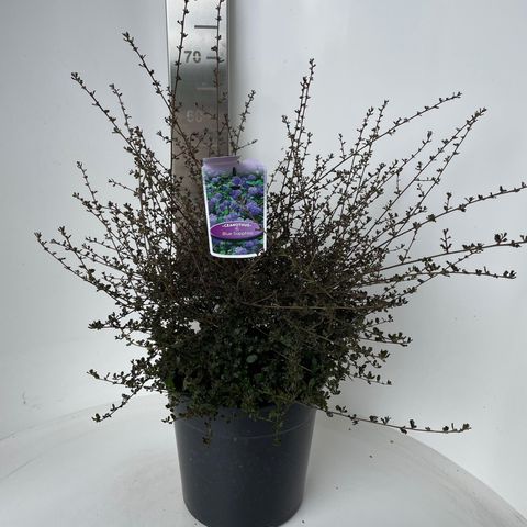 Ceanothus 'Блю Сапфир'