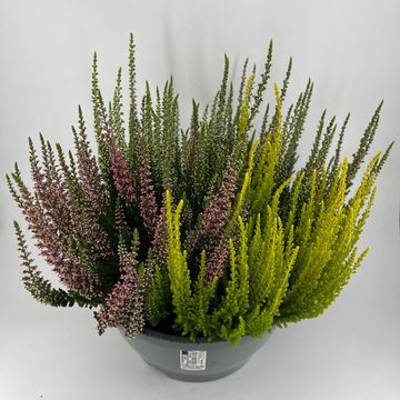 Calluna vulgaris BEAUTY LADIES MIX IN POT