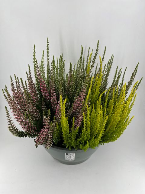 Calluna vulgaris BEAUTY LADIES MIX IN POT