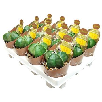 Astrophytum myriostigma nudum