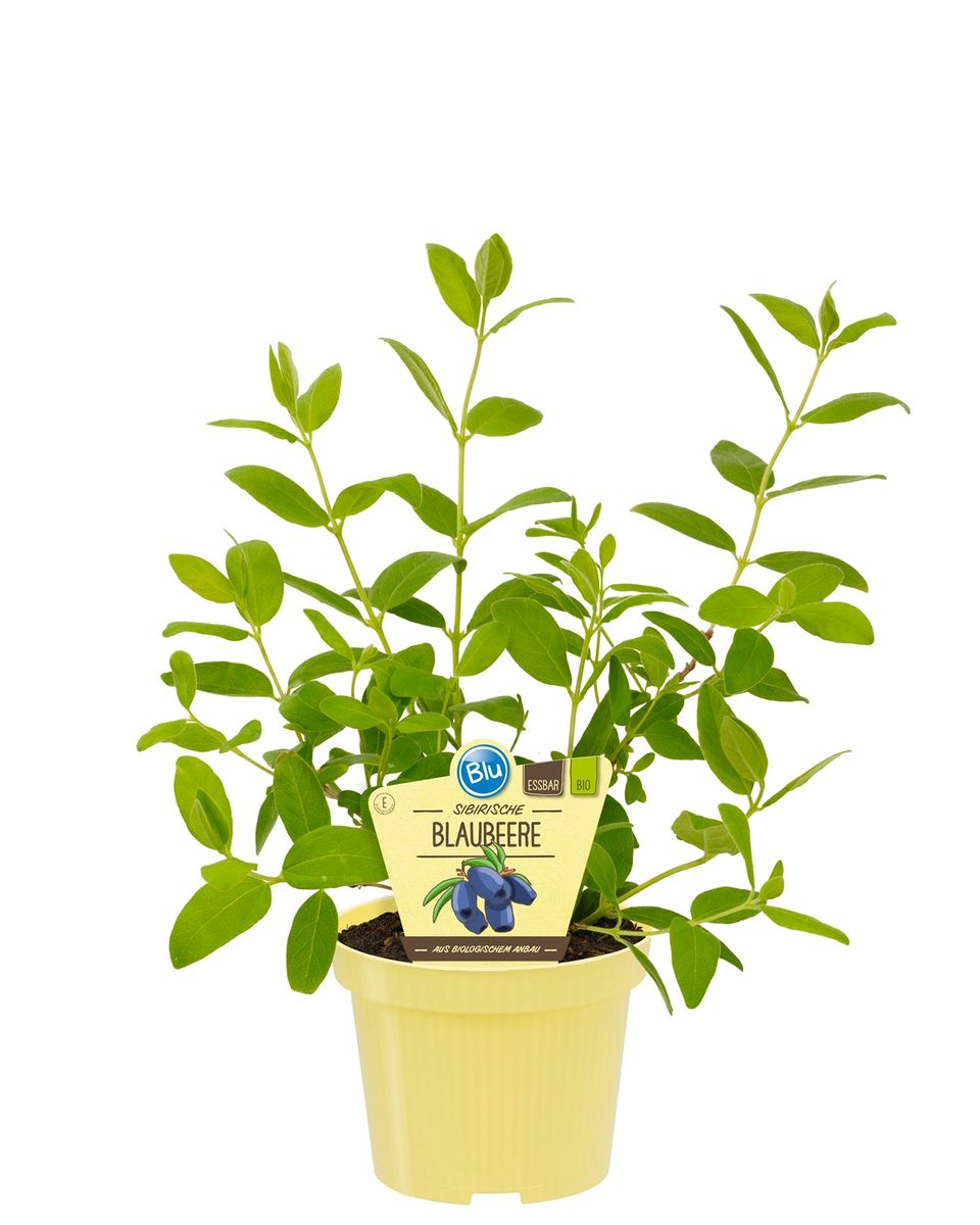 Lonicera caerulea 'Sinoglaska' — Plant Wholesale FlorAccess