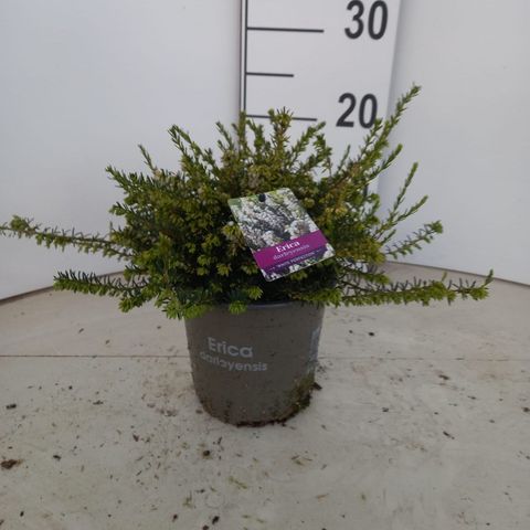 Erica x darleyensis 'White Perfection'
