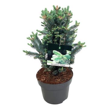 Abies lasiocarpa 'Compacta'