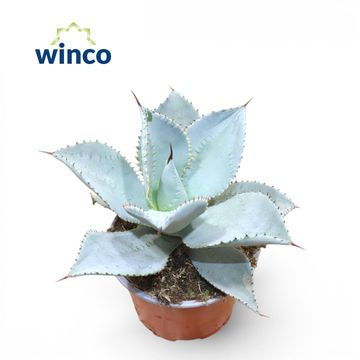 Agave 'Dragionis'