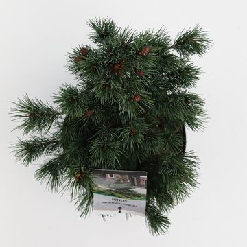 Pinus parviflora 'Negishi'