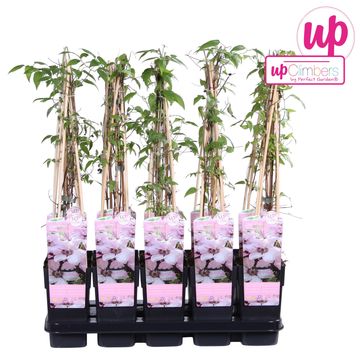 Clematis 'Jan Pawel II' (LL)