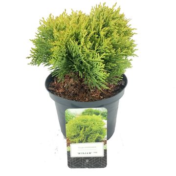 Thuja occidentalis 'Mirjam'