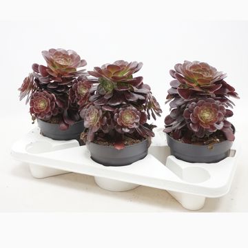 Aeonium 'Blushing Beauty'