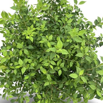 Styrax japonicus