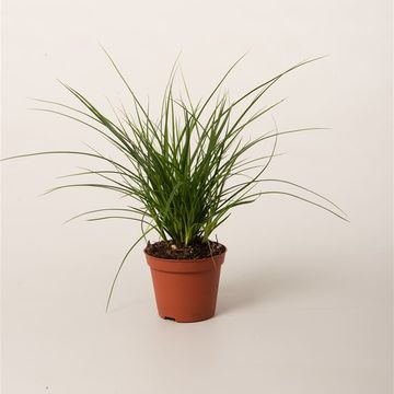 Carex brunnea