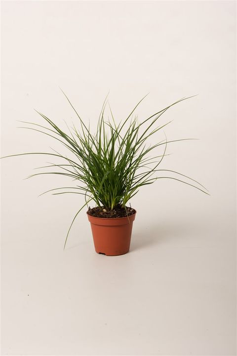 Carex brunnea