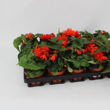 Begonia TENELLA F1 SALMON ORANGE