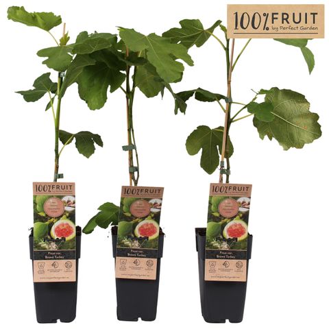 Ficus carica 'Brown Turkey'