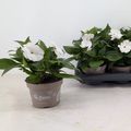 Impatiens SUNPATIENS WHITE