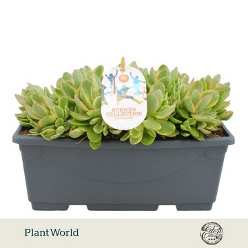 Crassula 'Moneymaker Variegata'