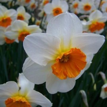 Narcissus 'Barrett Browning'