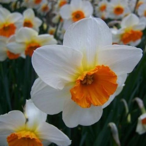 Narcissus 'Barrett Browning'