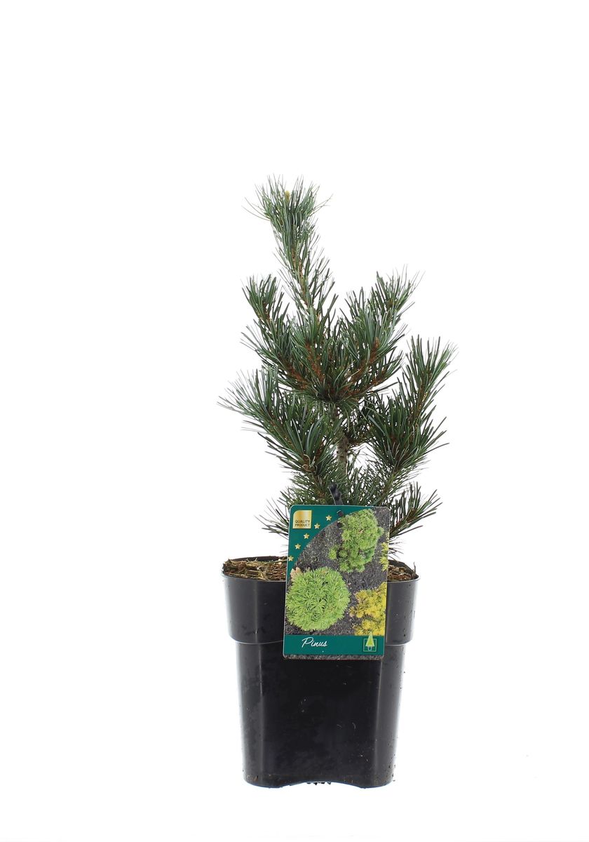 Pinus parviflora 'Negishi' — Plant Wholesale FlorAccess