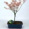 Acer palmatum 'Phoenix'