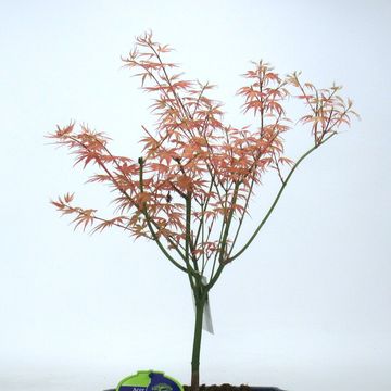 Acer palmatum 'Phoenix'
