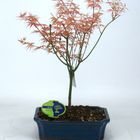 Acer palmatum 'Phoenix'