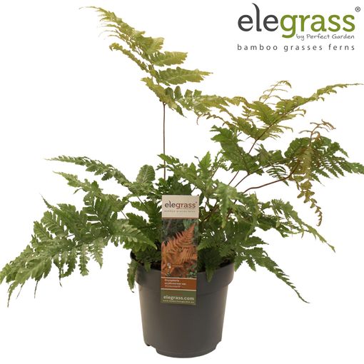 Dryopteris erythrosora koidzumiana