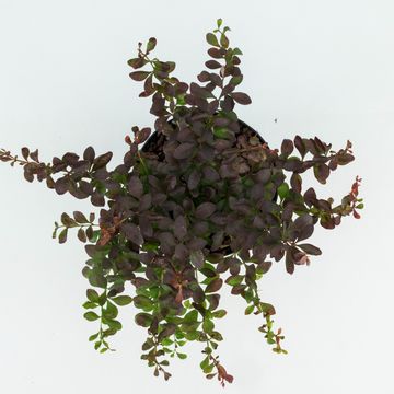 Berberis thunbergii 'Атропурпуреа Нана'