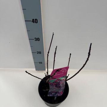 Cotinus coggygria 'Royal Purple'