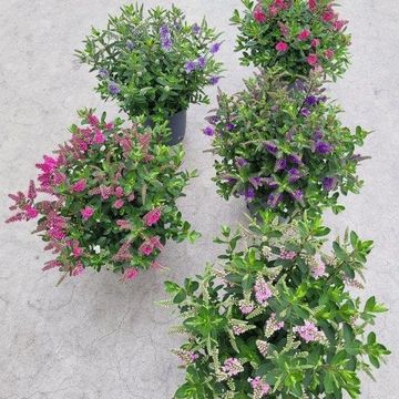 Hebe ALL BLOOMS MIX