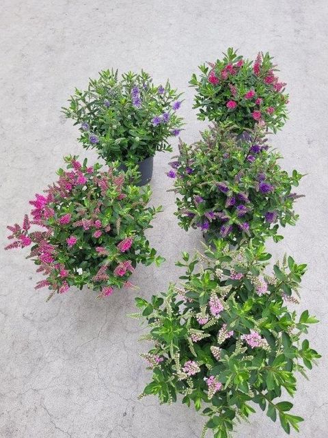 Hebe ALL BLOOMS MIX