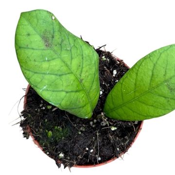 Hoya Sp Sabah