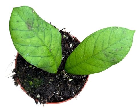Hoya Sp Sabah