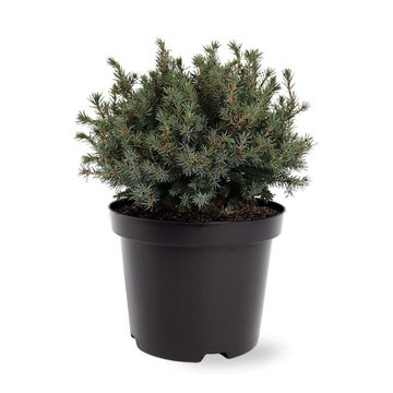 Picea glauca 'Echiniformis'