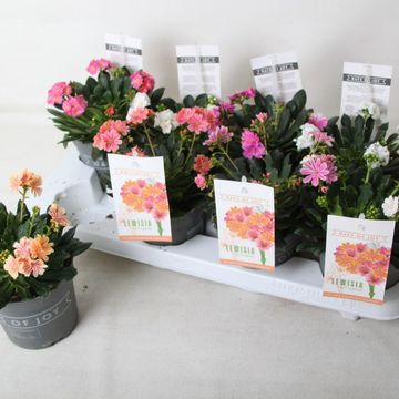 Lewisia cotyledon MOUNTAIN DREAMS MIX