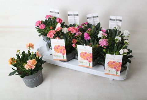 Lewisia cotyledon MOUNTAIN DREAMS MIX
