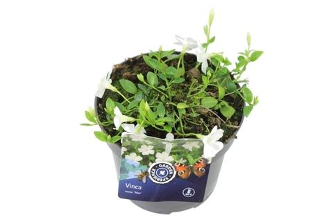 Vinca minor 'Alba'