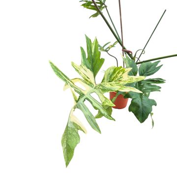 Philodendron 'Kitina'