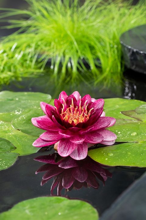 Nymphaea 'Almost Black'
