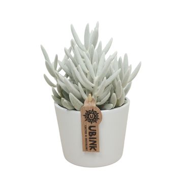 Senecio haworthii 'Mont Blanc'